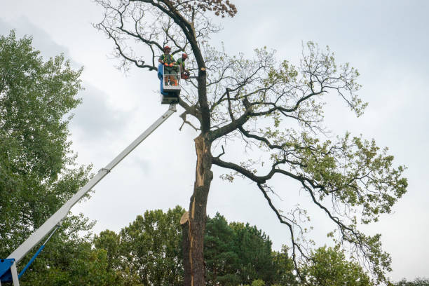 Best Hedge Trimming  in Pike Creek, DE